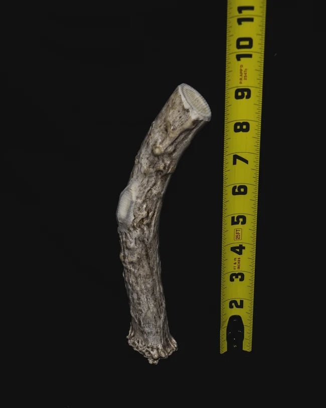 DOG CHEW LARGE - Tool Town USA